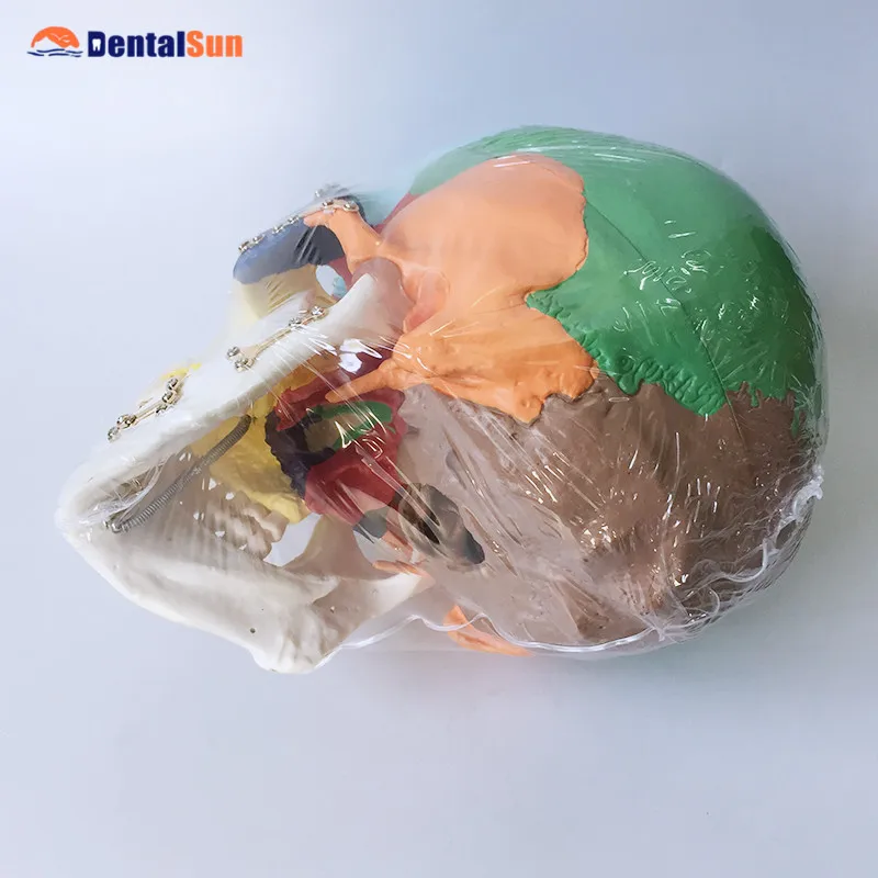 

Dental Skull Model/Medical Anatomical Skull Model M5005