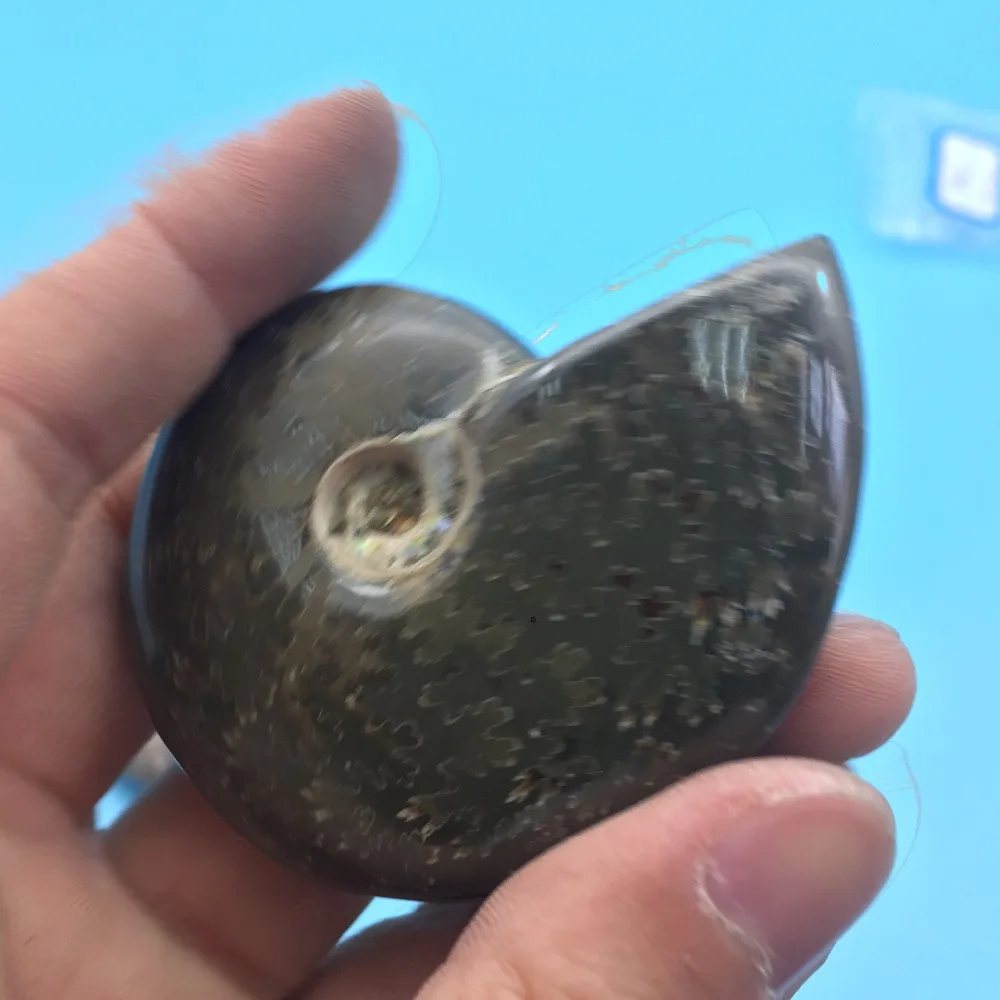 TT687 2 шт много натуральной окаменелости аммониты камень целебные минералы