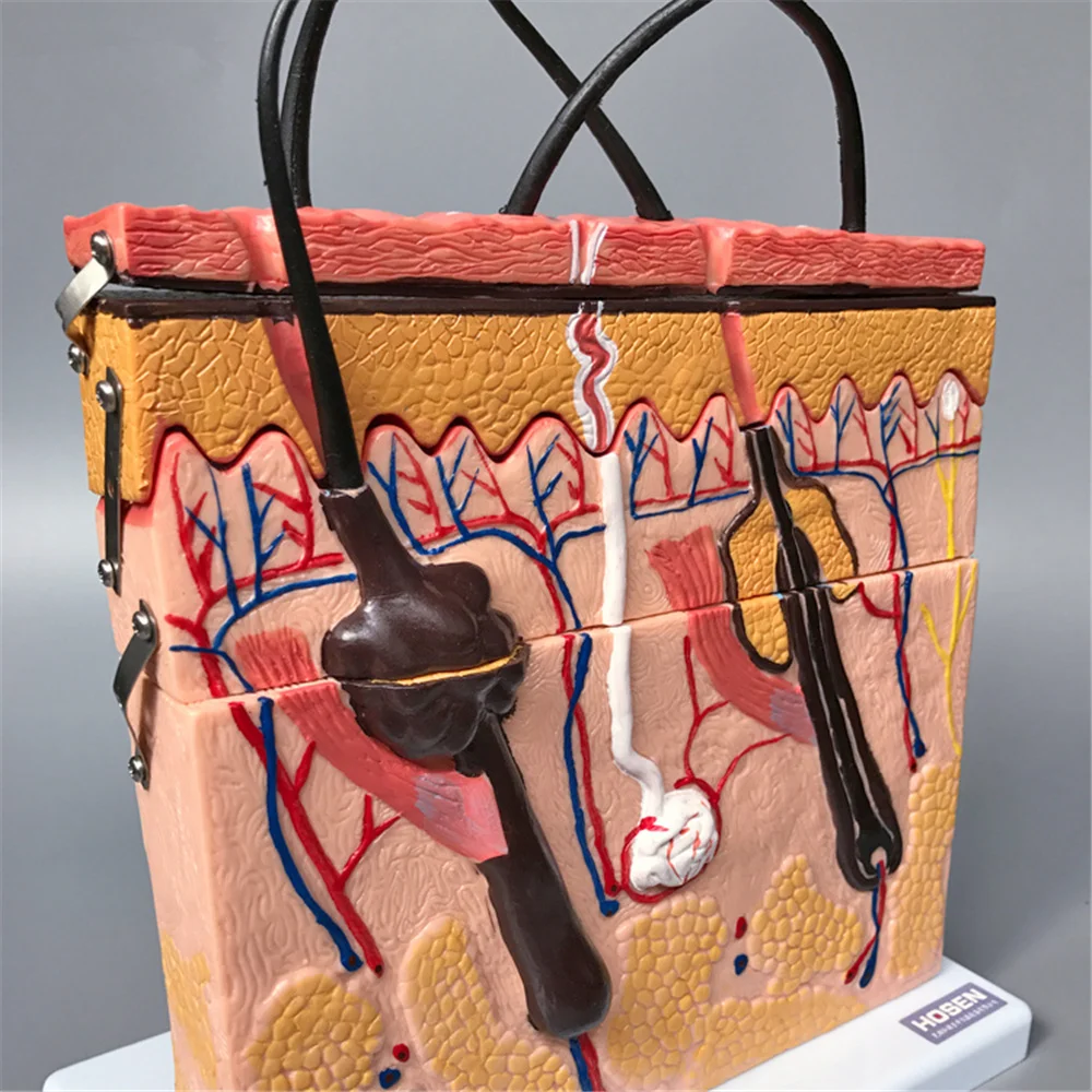 

Hierarchical Structure Anatomical Human Skin Block Model Medical Dermatology
