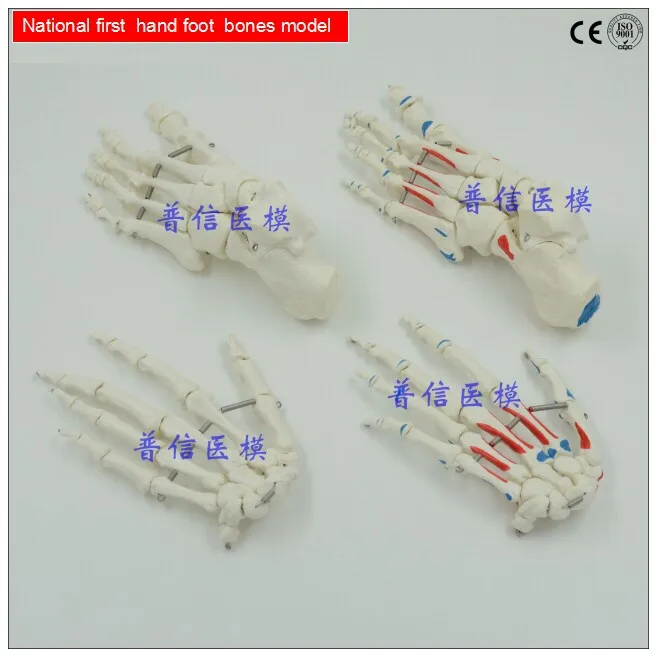 

Free shipping&1:1 size of the normal foot hand bones/or the muscle starting and ending point foot hand bone, without base