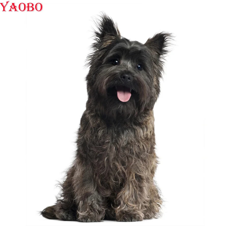 Квадратная Алмазная мозаика Cairn Terrier Dog сделай сам 3D Стразы вышивка крестиком