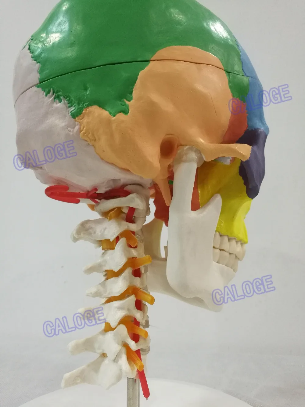 Бесплатная доставка и модель черепа в масштабе 1:1 с сечением 7 шейного