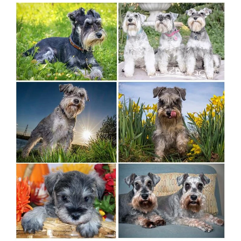 Картина пазл schnauzer с изображением собаки алмазная живопись на заказ