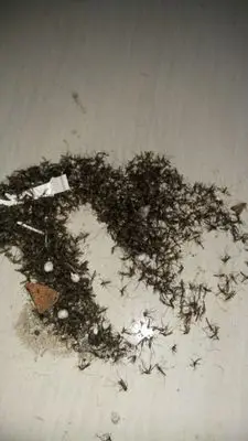 10 шт. москитный репеллент от вредителей экскременты Дымчатая пленка средство