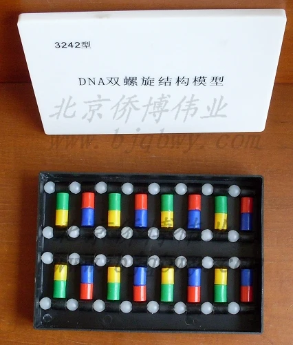 

400mm*57mm Structure model of base pair in color DNA double helix structure model