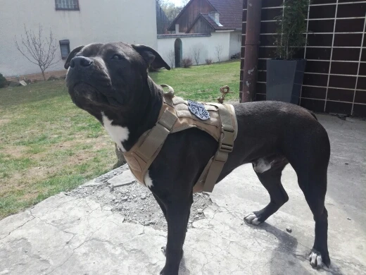 K9 тактическая охотничья собака жилет плиты перевозчик, одежда для собак, куртка Шестерни кинологический Молл жилет