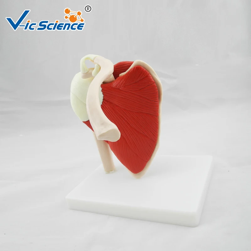 Medical Education Advance Life Size Muscled Shoulder Joint Skeleton Model | Канцтовары для офиса и дома