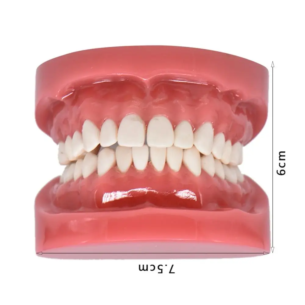Стоматологическая модель твердая основа обучающая для взрослых Стандартный