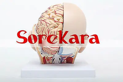 Людская анатомическая Emulational головы рассечение внутренностей Спецодежда