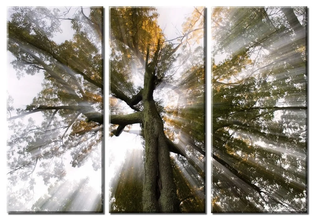 

Canvas grove under 3 modern style picture decoration wall landscape painting art decoration print framed XJ3-400-375