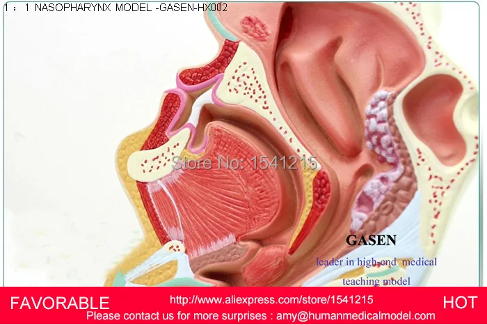 Анатомическая модель структура горла имеет увеличенную гортани хряща MODEL-GASEN-HX002