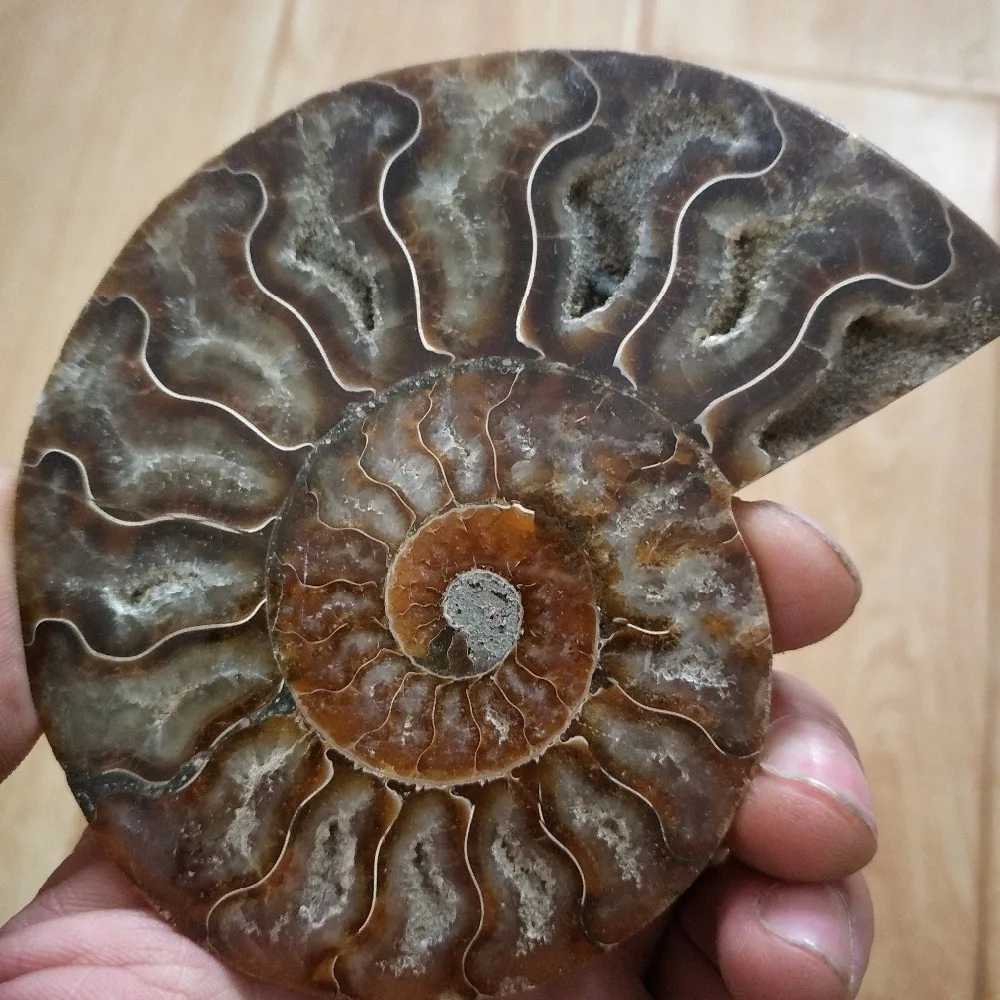 100-110 г чистый аммонит PRETTY NAUTILUS мадагаскарская ископаемая руда камень