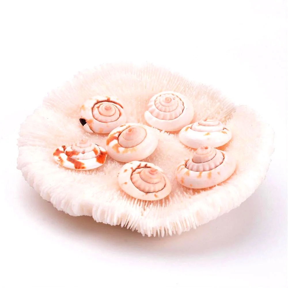 

Pandahall Spiral Puka Shell Beads, Dyed, PeachPuff, Size: about 15~21mm long, 6~8mm thick, hole: 2mm