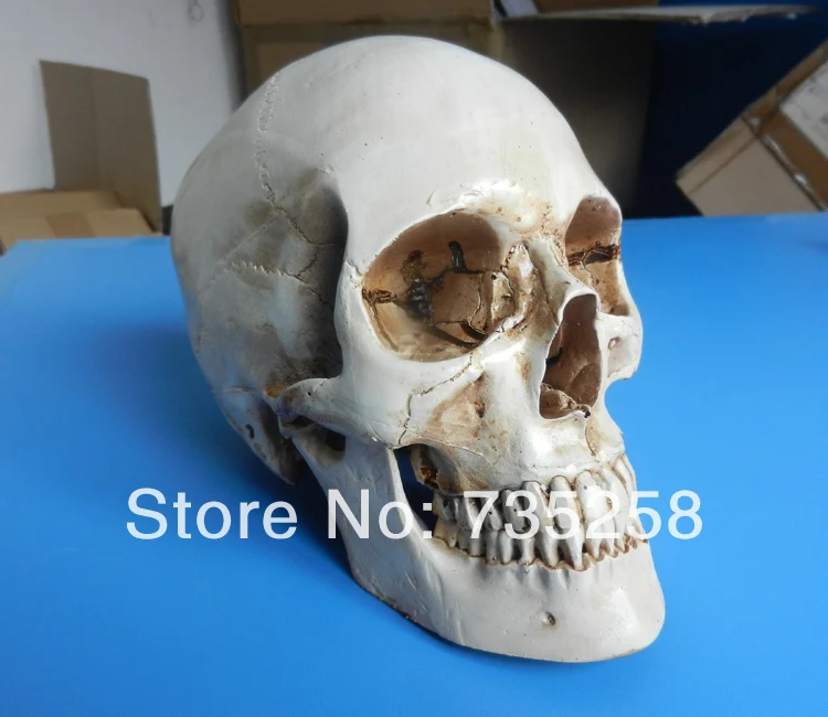 

Human Skull Model