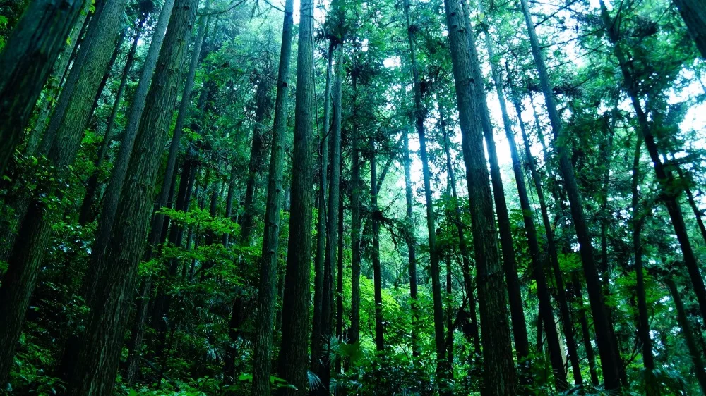 Зеленый Фантом браслеты с привидениями трендовый натуральный камень браслет для