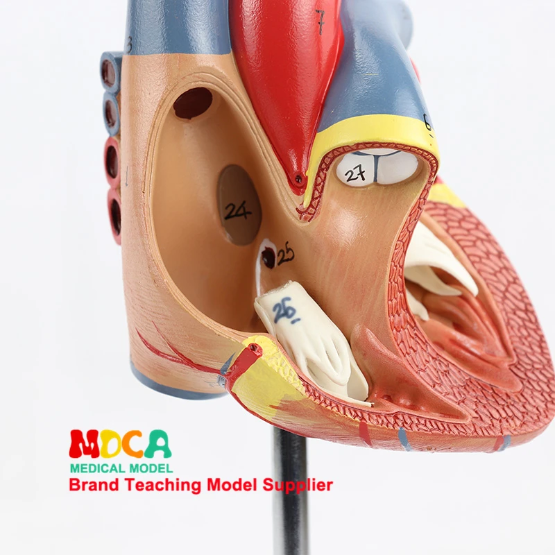 

Human 1:1 Natural Large Heart, Human Organs, B-mode Ultrasound Cardiac Anatomy Model Medical Teaching MXZ001