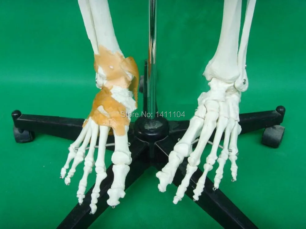 Free shipping&amplife - size human bone skeleton model 170cm with ligament Whole Medical teaching | Канцтовары для офиса и