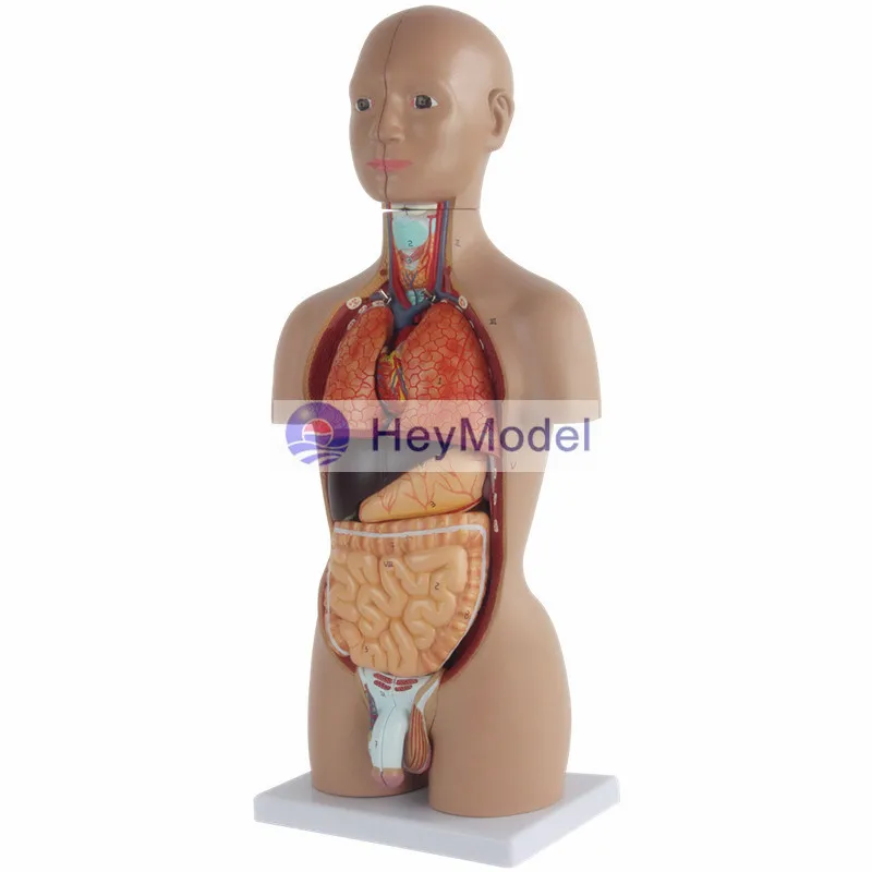 Анатомическая кожа HeyModel 45 см с 16 частями | Канцтовары для офиса и дома