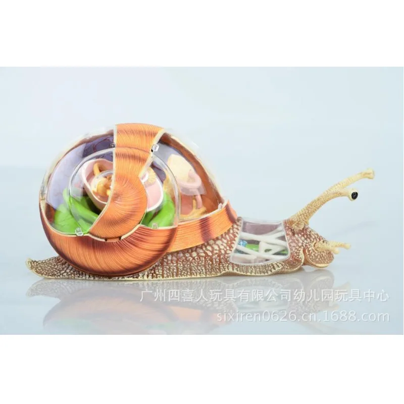 Assembled Animal Anatomy Snail Model Anime Medical Science Anatomic Puzzels for Children 4D Educational Toys 22cm | Канцтовары для