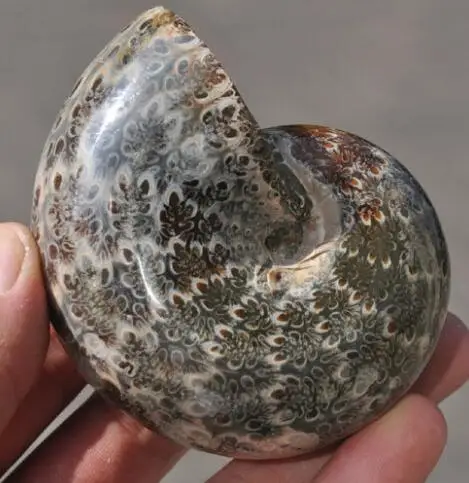 Редкие природные красивые аммонитовые ископаемые кристаллы стандарта AA +++|aa|specimen