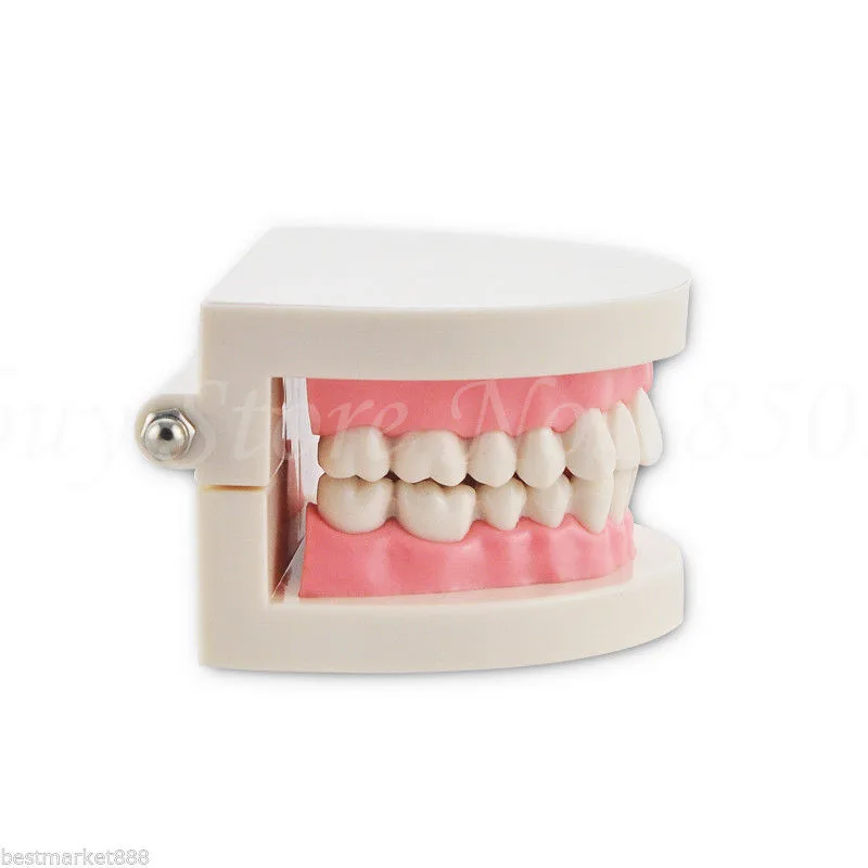 Portable New Dentist Dental Teeth Model Tooth for Medical Science Teaching Promotion | Канцтовары для офиса и дома