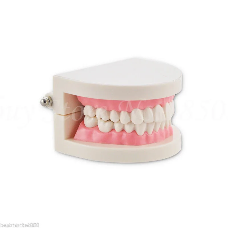 Portable New Dentist Dental Teeth Model Tooth for Medical Science Teaching Promotion | Канцтовары для офиса и дома