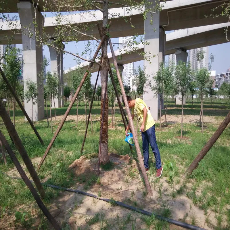 Удобрение для пальмовых деревьев/удобрение фруктовых деревьев/искусственное