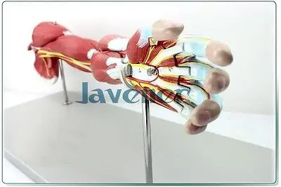 Человеческие анатомические мышцы рук анатомия верхней конечности медицинская