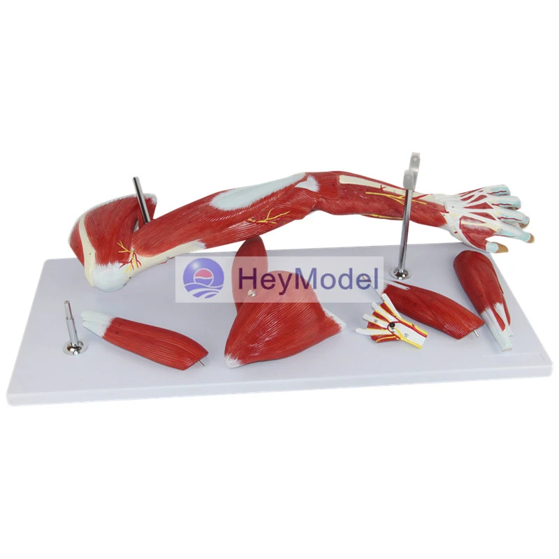 Мышцы верхних конечностей HeyModel с мышцами сосудистых нервов модель мышц рук при