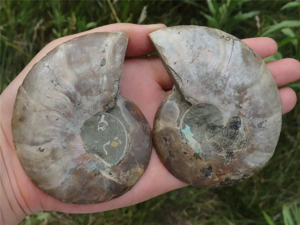 242 г натуральный разрез меловой аммонитовый ископаемый нарезанный образец | Дом и