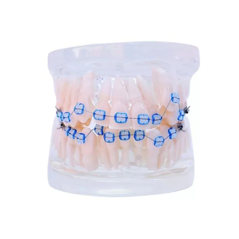 28pcs Teeth all ceramic bracket Orthodontics Dental Tooth Model | Канцтовары для офиса и дома