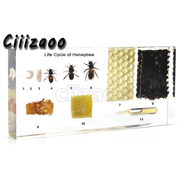 Жизненный цикл образца Honeybee paperweight Taxidermy коллекция встроенных в прозрачный