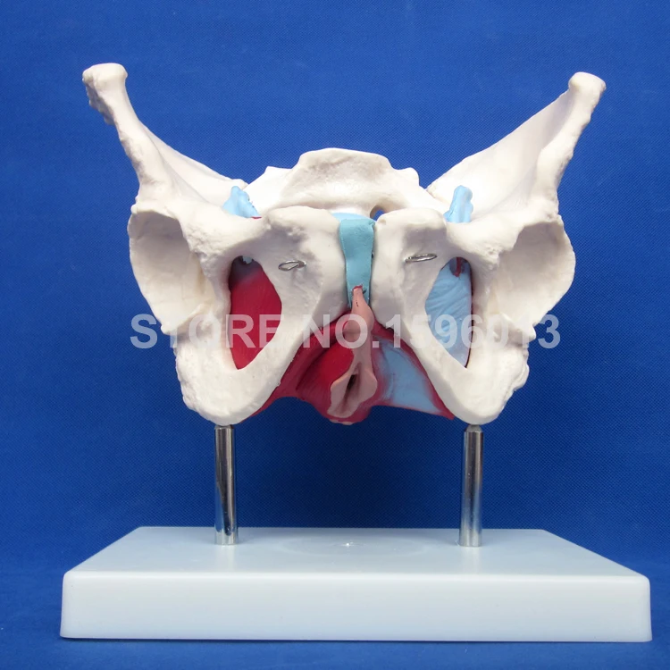 Модель таза для женщин с мышцами и органами анатомическая модель | Канцтовары