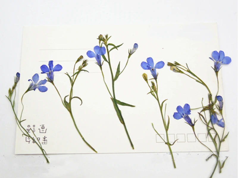 Голубой цветок на стеблях Lobelia 1 пакет/120 шт. для рукоделия оптовая продажа