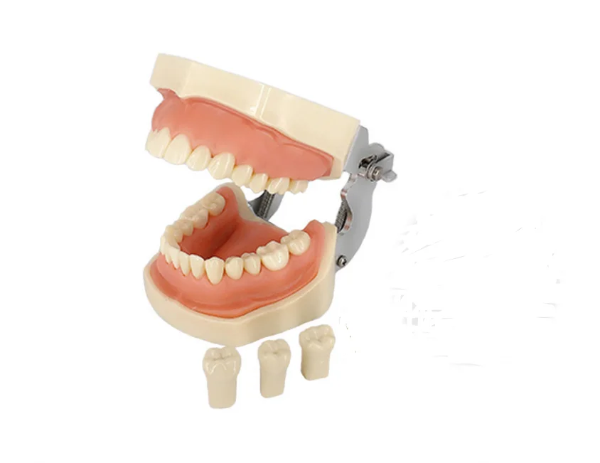 Teeth Molden Only Студенческая обучающая Модель Стоматологическая фантомная головка модель силиконовая маска с 28 винтовыми фиксированными зубьями - Цвет: Teeth Molden Only