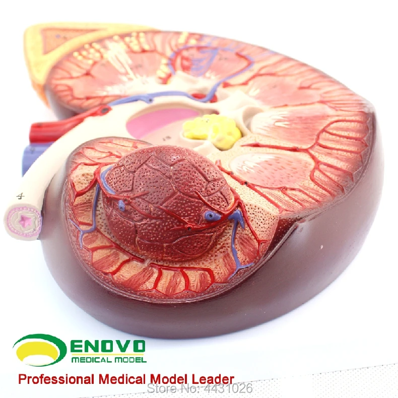 

ENOVO Anatomical adrenal model of the renal structure of the kidney