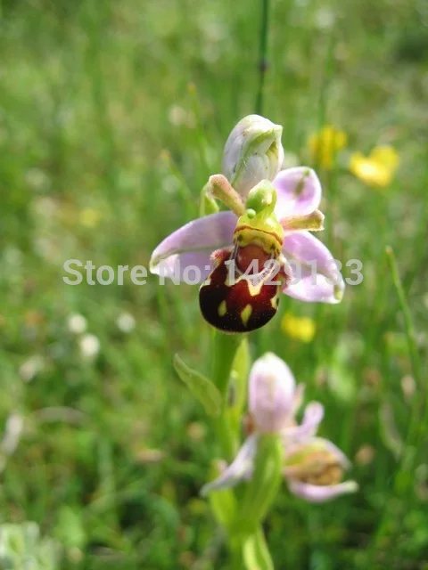 100 семена китай редких би цветок орхидеи семян улыбка интересный цветы флора Semillas