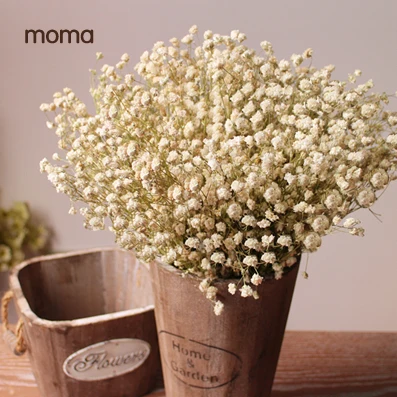 Звездные настоящие цветы сушенные для хранения продуктов окно дисплея свадьбы