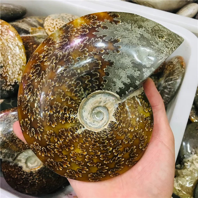 

AA++ Natural AMMONITE PRETTY NAUTILUS MADAGASCAR FOSSIL SPECIMEN HEALING free shipping