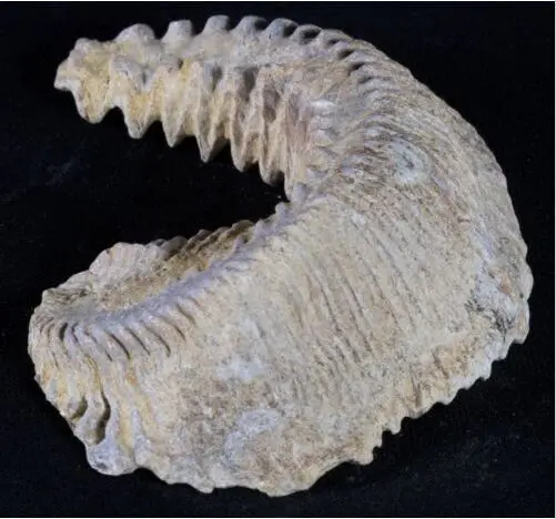 Карнината ископаемый устричный Мадагаскар 90 миллионов лет|fossil|fossil fossilscretaceous fossils