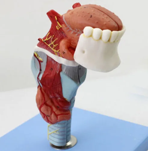 

Functional Medical Anatomical Human Larynx&Tongue + Teeth Model 18*6.5*10cm