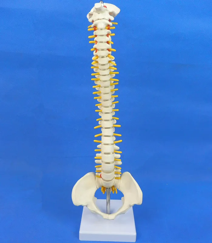 Человеческий череп анатомический скелет анатомическая Десна позвоночник модель