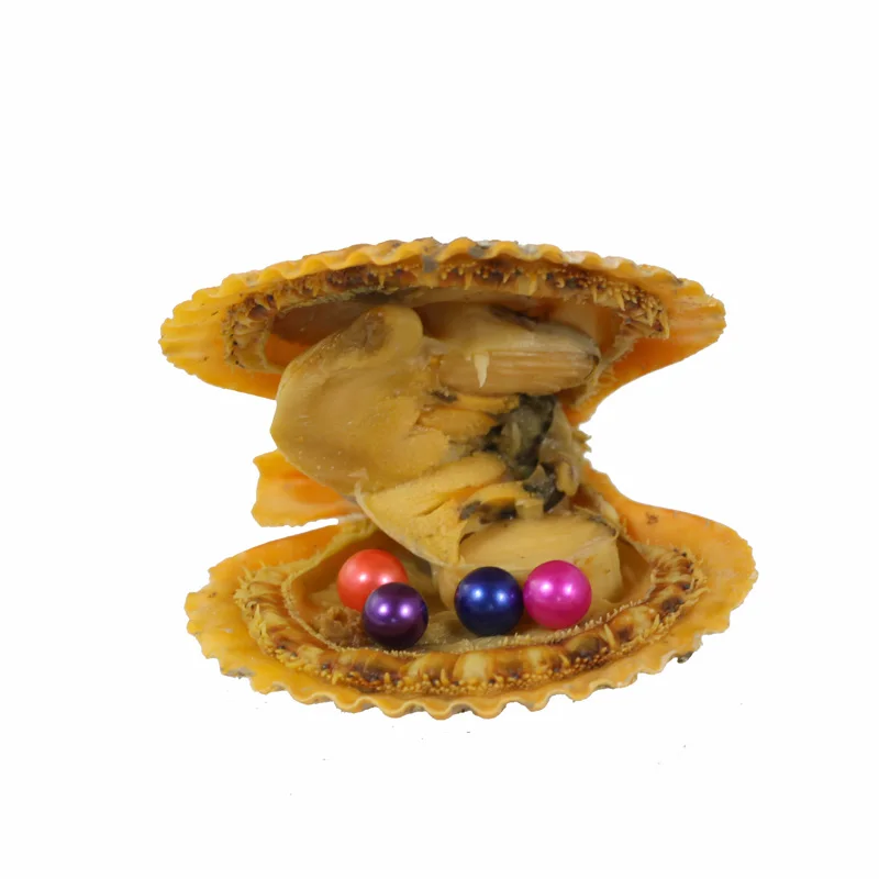 New Hot Sale Birthday Gifts Vacuum-packed Natural Red Orange Oyster Ten Round Pearl Mussel Shell Jewelry RR040 | Украшения и