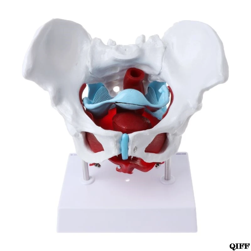 

Drop Ship&Wholesale Female Pelvis Pelvic Floor Muscle Model Uterus Ovary Muscle Teaching Resources Educational Supplies June 4