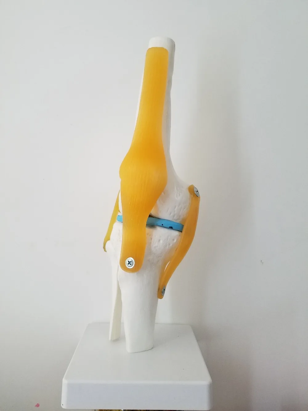 Медицинская жизнь размер человеческого тела анатомическая модель Связки колена