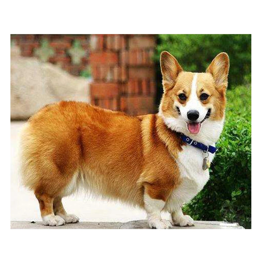 5D алмазная живопись своими руками вышивка крестиком валлийский корги pembroke pet