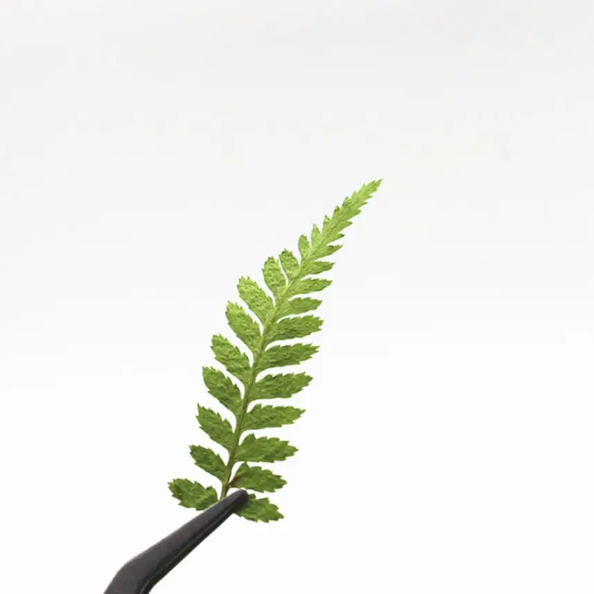 120pcs Pressed Dried Dyed Green Bean Leaves Flower Plant Herbarium For Jewelry Postcard Invitation Card Phone Case Making DIY | Дом и сад