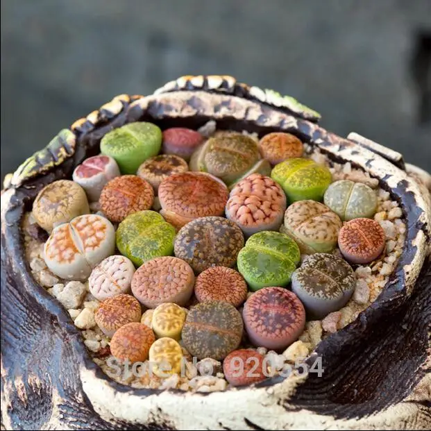 Rare stone flower! 50pcs Lithops- Succulents-- DIY home garden free shipping