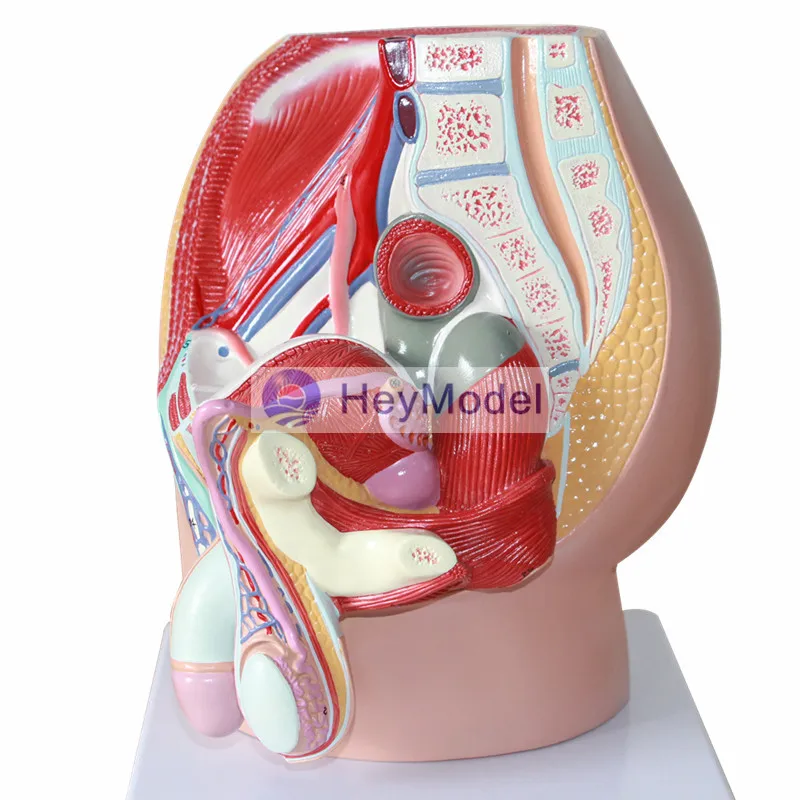 HeyModel Мужская Тазовая медианная тангентальная репродуктивная система модель