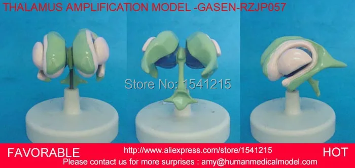 Мозговые желудочки и базальные модели ганглии амигдалы таламус модель